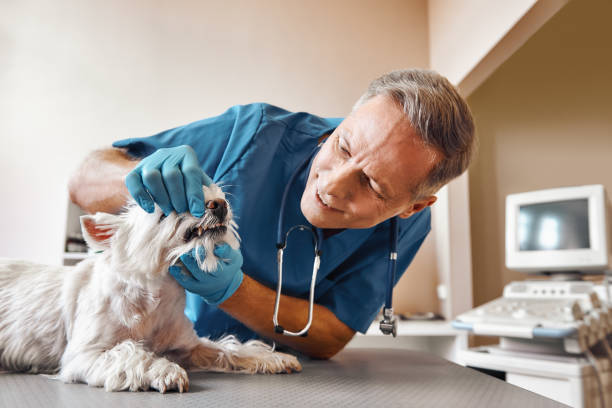Best After-Hours Dental Trauma Care in Blossom, TX